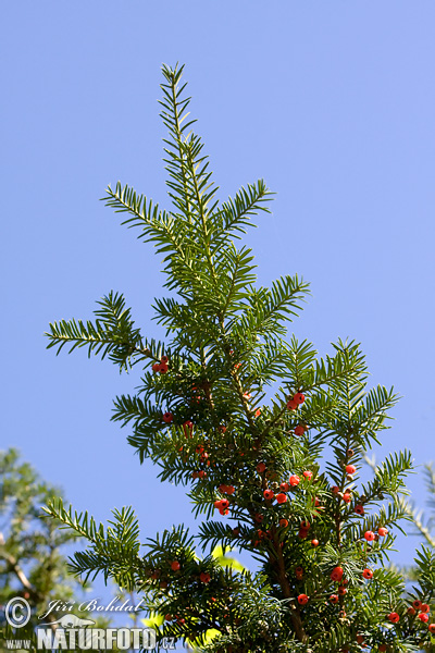 Tis obyčajný (Taxus baccata)