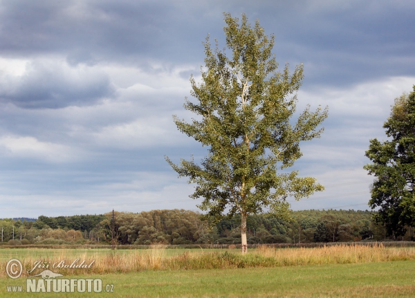 Topol osika (Populus tremula)