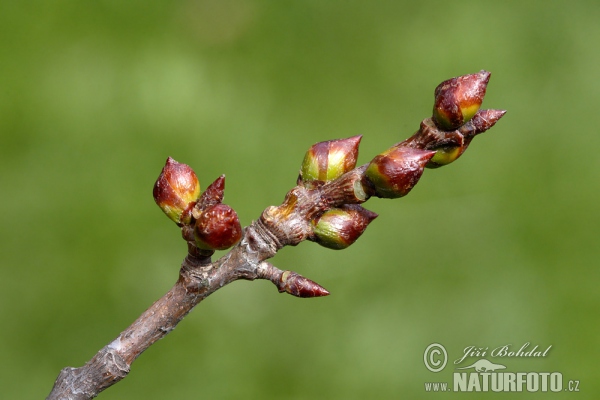 Topol osika (Populus tremula)