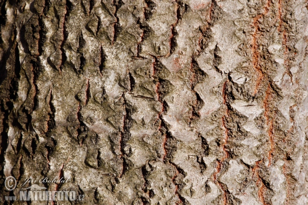 Topol osika (Populus tremula)