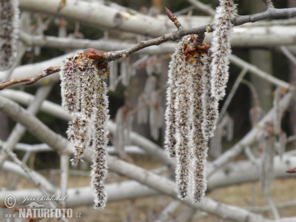 Topol osika (Populus tremula)