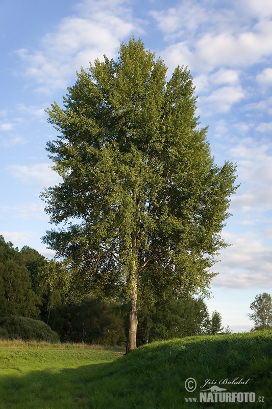 Topol osikový (Populus tremula)