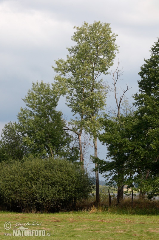 Topol osikový (Populus tremula)