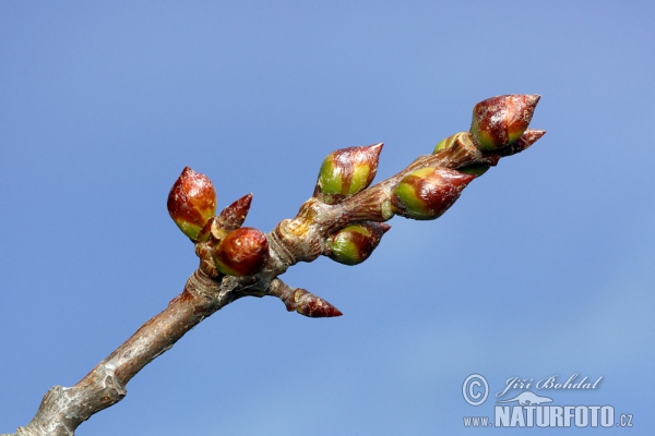 Topol osikový (Populus tremula)