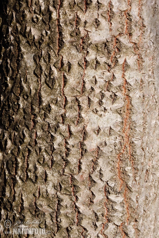 Topol osikový (Populus tremula)