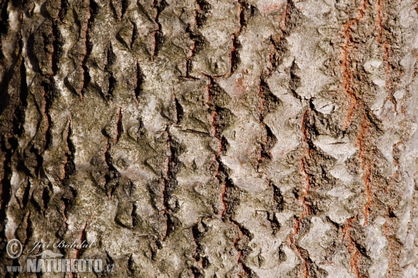 Topol osikový (Populus tremula)