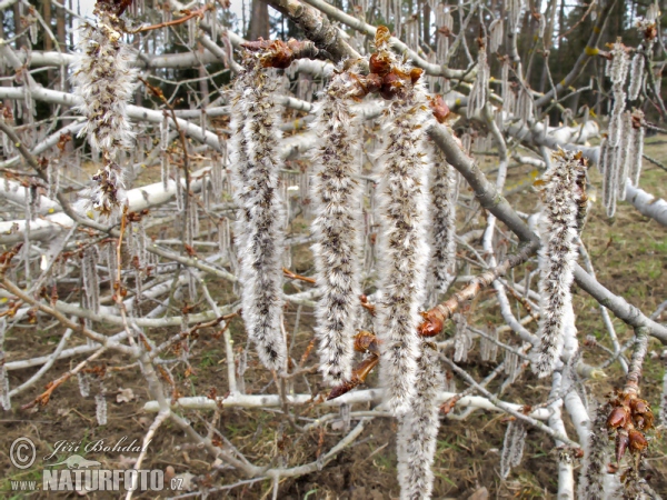 Topol osikový (Populus tremula)