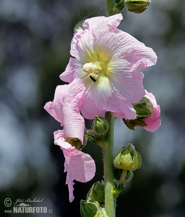 Topol'ovka ružová (Alcea rosea)