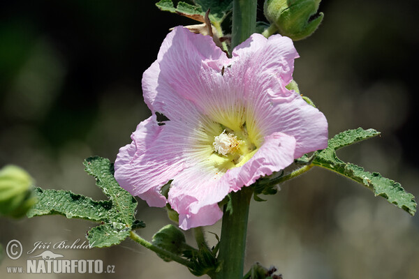Topol'ovka ružová (Alcea rosea)