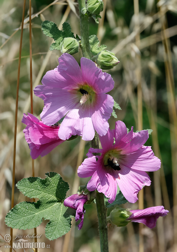 Topol'ovka ružová (Alcea rosea)