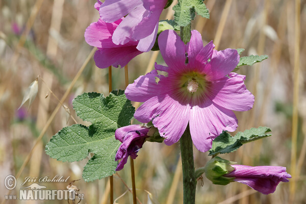 Topolovka růžová (Alcea rosea)