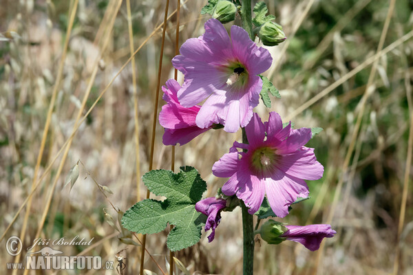 Topolovka růžová (Alcea rosea)