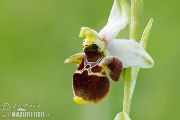 Tořič čmelákovitý Holubyho (Ophrys holoserica subsp. holubyana)