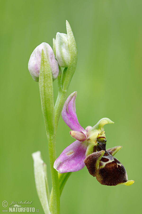 Tořič čmelákovitý Holubyho (Ophrys holoserica subsp. holubyana)
