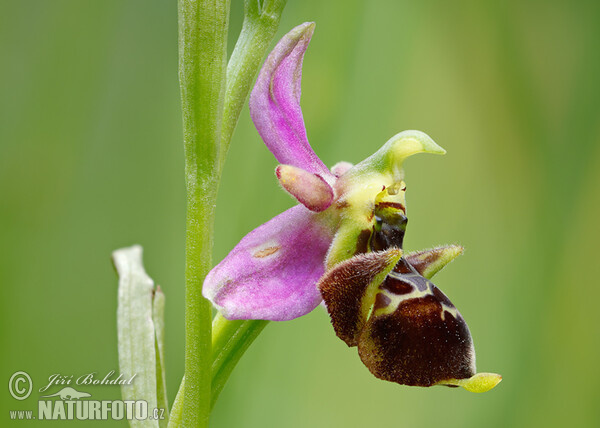 Tořič čmelákovitý Holubyho (Ophrys holoserica subsp. holubyana)