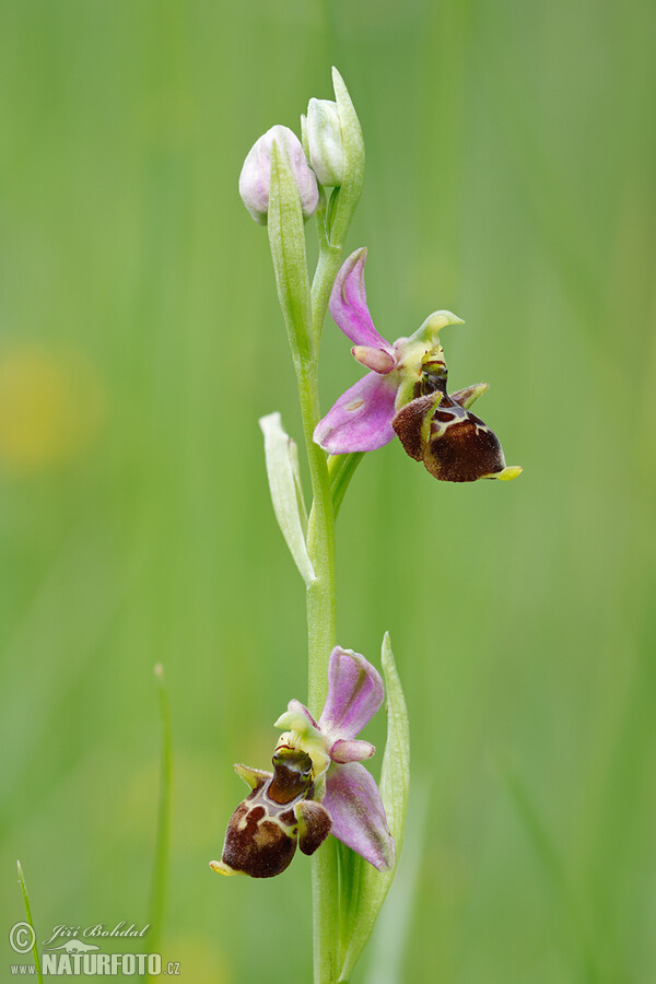 Tořič čmelákovitý Holubyho (Ophrys holoserica subsp. holubyana)