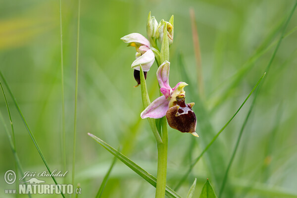 Tořič čmelákovitý Holubyho (Ophrys holoserica subsp. holubyana)