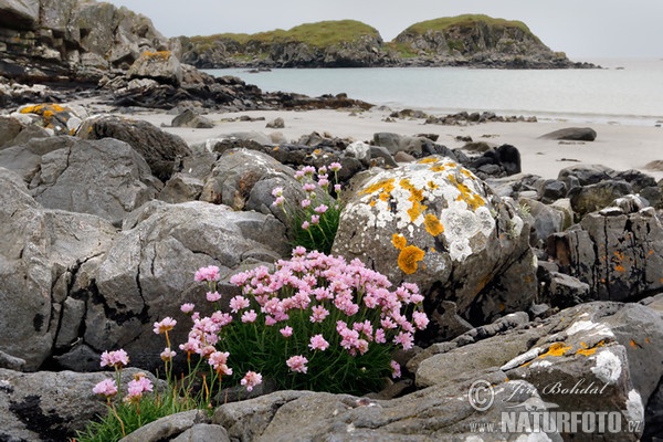 Trávnička prímorská (Armeria maritima)