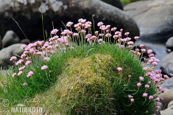 Trávnička prímorská (Armeria maritima)