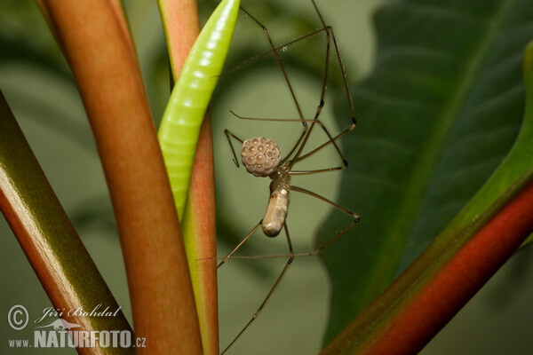 Třesavka velká (Pholcus phalangioides)