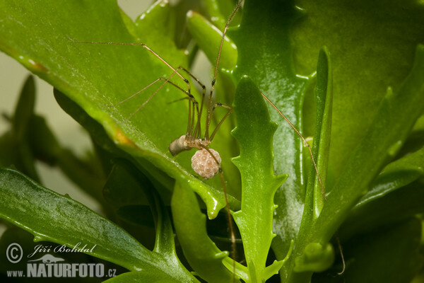 Třesavka velká (Pholcus phalangioides)