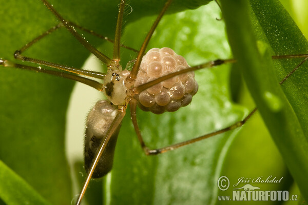 Třesavka velká (Pholcus phalangioides)