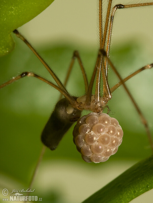 Třesavka velká (Pholcus phalangioides)