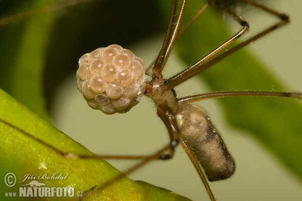 Třesavka velká (Pholcus phalangioides)