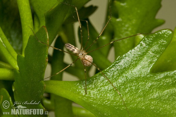 Třesavka velká (Pholcus phalangioides)