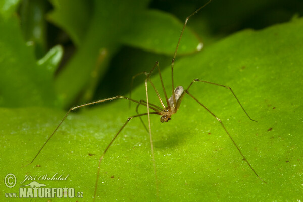 Třesavka velká (Pholcus phalangioides)