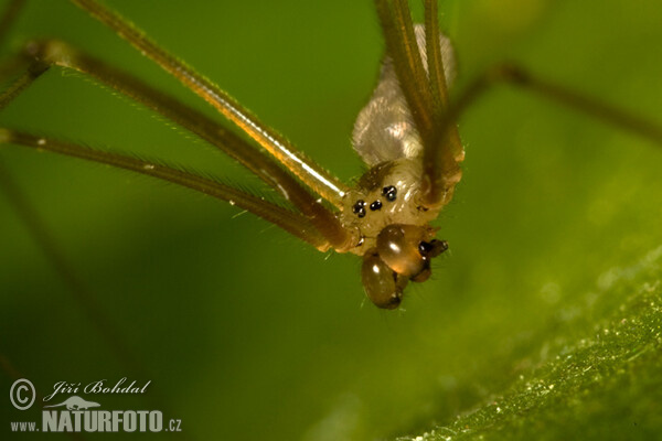 Třesavka velká (Pholcus phalangioides)