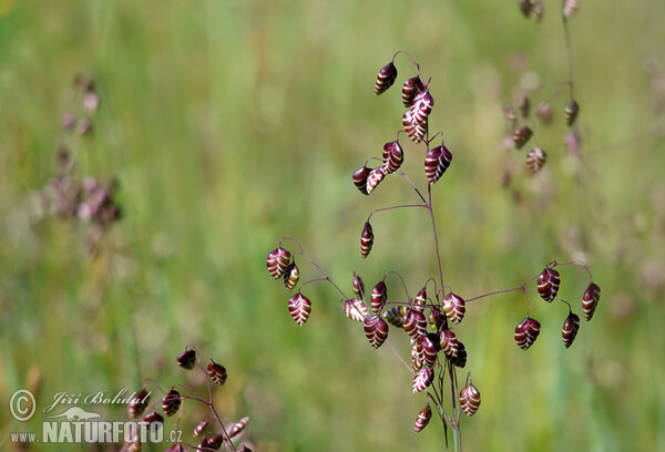 Třeslice prostřední (Briza media)