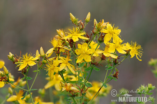Třezalka tečkovaná (Hypericum perforatum)