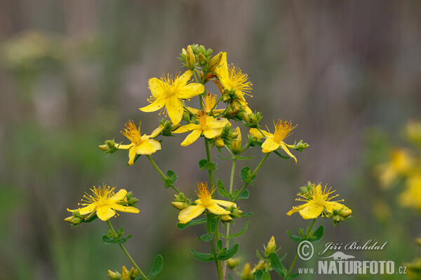 Třezalka tečkovaná (Hypericum perforatum)