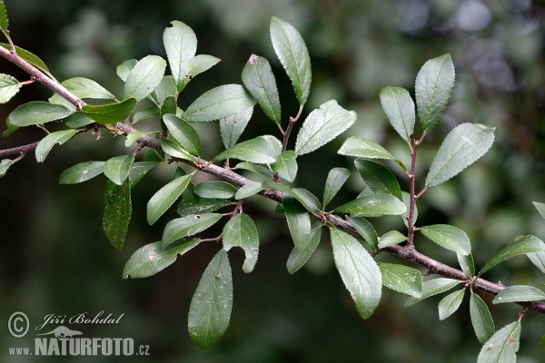 Trnka obecná (Prunus spinosa)