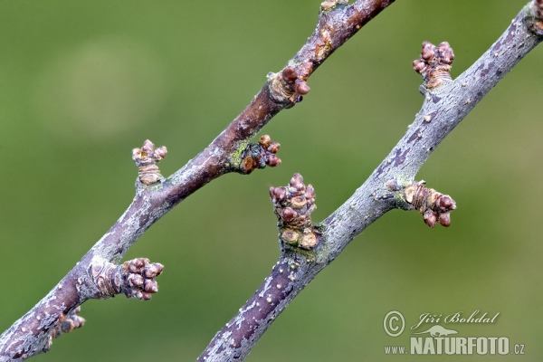 Trnka obecná (Prunus spinosa)
