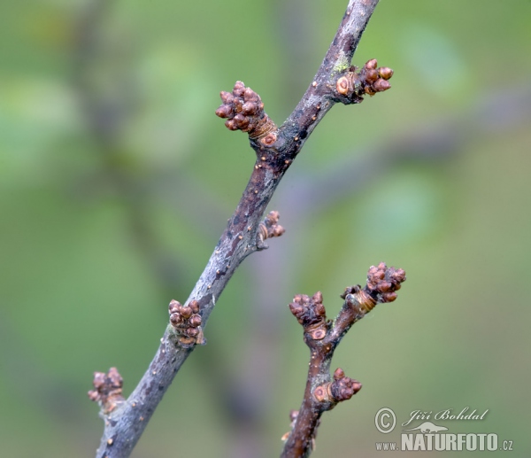 Trnka obecná (Prunus spinosa)