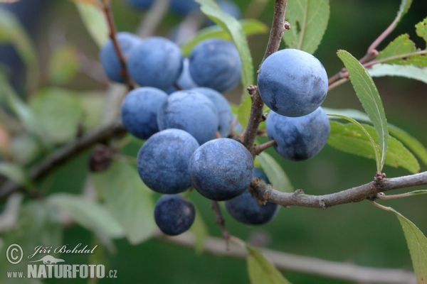 Trnka obecná (Prunus spinosa)