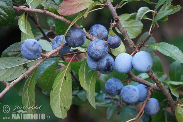 Trnka obecná (Prunus spinosa)