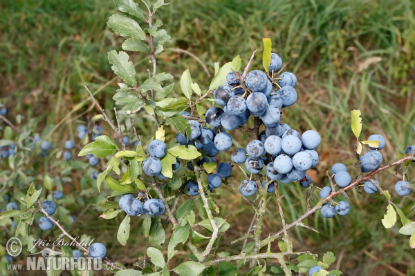 Trnka obecná (Prunus spinosa)