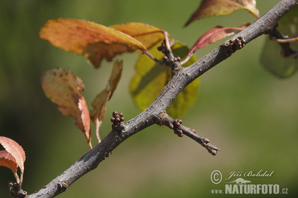 Trnka obecná (Prunus spinosa)