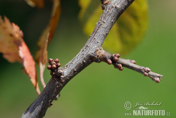 Trnka obecná (Prunus spinosa)