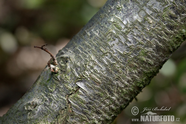 Trnka obecná (Prunus spinosa)