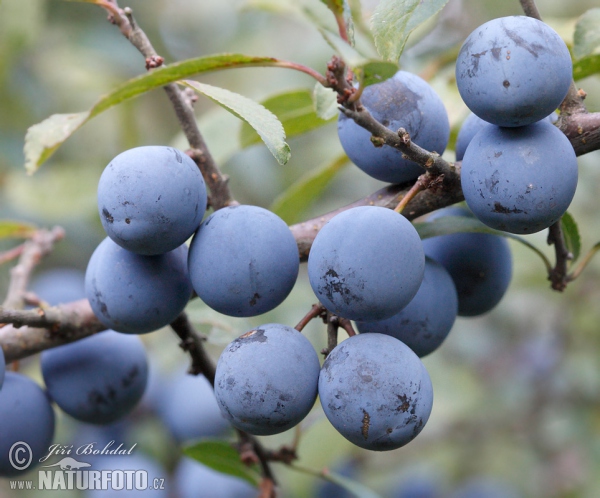 Trnka obecná (Prunus spinosa)