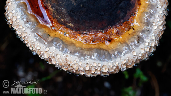 Troudnatec pásovaný (Fomitopsis pinicola)