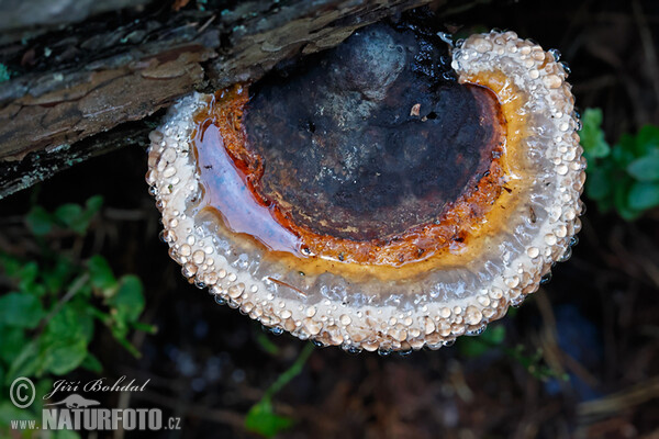 Troudnatec pásovaný (Fomitopsis pinicola)