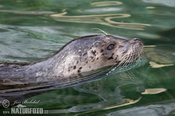 Tuleň obecný (Phoca vitulina)