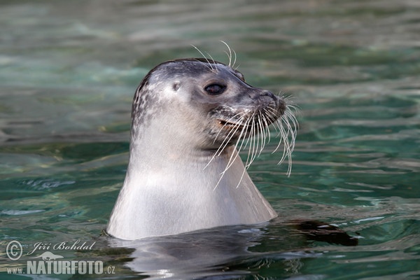 Tuleň obecný (Phoca vitulina)