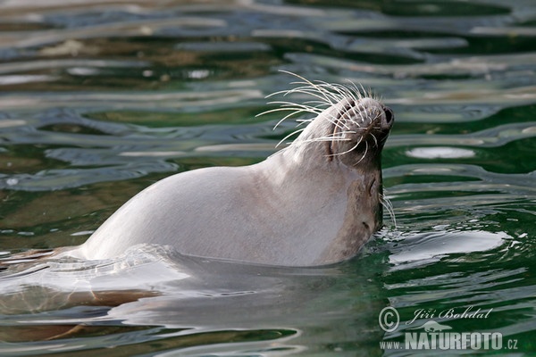 Tuleň obecný (Phoca vitulina)