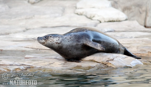 Tuleň obecný (Phoca vitulina)